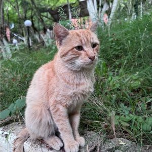 Meet your Posher, Sevil